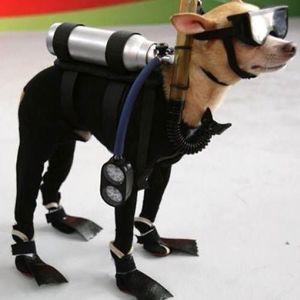 Meet your Posher, Scott